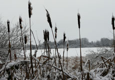 photo d'étang et de joncs en hiver