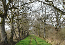 photo d'un chemin entouré d'arbres