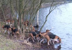 photo d'une meute de chien