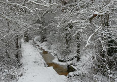 photo d'une source en hiver